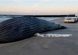 Image result for Whale Washed Up On Shore