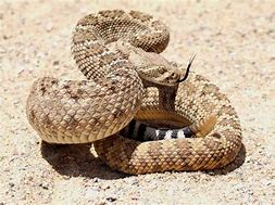Image result for Desert Rattlesnake