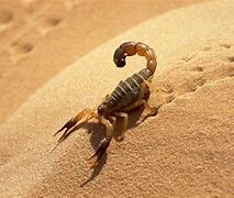 Image result for Giant Scorpion Wallpaper