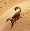 Image result for Scorpions Desktop