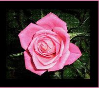 Image result for Pink Mini Fridge