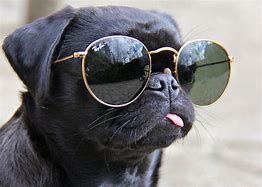 Image result for Dog with Glasses Wallpaper