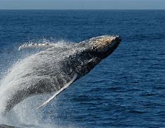 Image result for Humpback Whale Breaching
