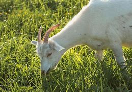 Image result for Goat Eating Grass