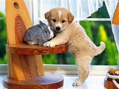 Image result for Bunny and Dog