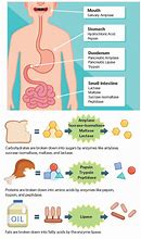 Image result for digestive enzymes