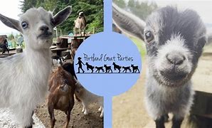 Image result for Portland Goat Parties