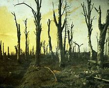 Image result for WW1 Trees
