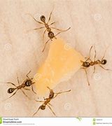 Image result for Ant Cheese