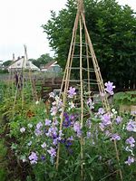 Image result for Pea Plant Supports