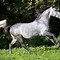 Image result for Most Unique Horses