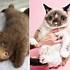 Image result for Sloth Kitty