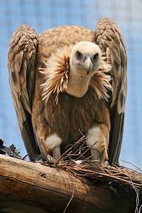 See related image detail. A quite "nice" vulture! | They are quite special and impress… | Flickr
