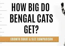 Image result for Bengal Cat Size
