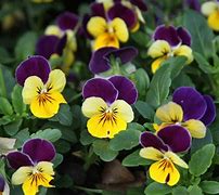 Image result for Pansy