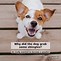 Image result for Cute Puppy Jokes