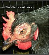 Image result for Avian Flu Chickens