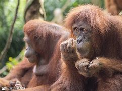 Image result for Singapore Zoo Animals