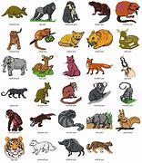 Image result for Information About Wild Animals