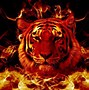 Image result for Cool Tiger Wallpapers Red