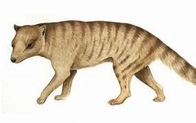 Image result for Tasmanian Tiger Pup