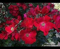 Image result for Red Ribbons Rose - 2 Container