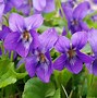 Image result for Violet Flower Bundle