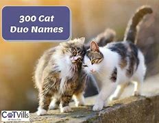 Image result for Famous Twin Cat Names