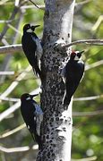 Image result for Acorn Woodpecker Stash Tree