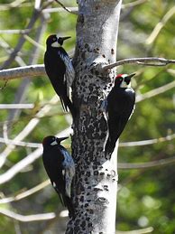 Image result for Picture of Tree That Woodpeckers Put Acorns In