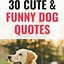 Image result for Funny Dog Sayings Quotes