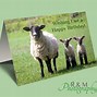Image result for Sheep Birthday Puns