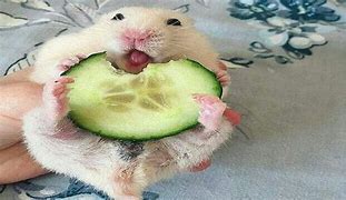 Image result for Funny Cute Hamsters