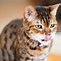 Image result for Bengal Cat Face