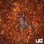 Image result for Thailand Scorpion