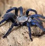 Image result for blue spiders identification