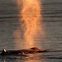 Image result for Fire Whale
