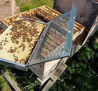 Image result for Queen Bee Rearing