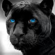 Image result for Black Panther with Blue Eyes