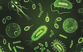 Image result for micro organisms
