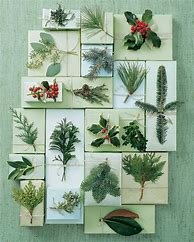 Image result for Christmas Greenery Types