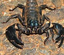 Image result for Scorpion Eyes Expression