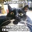 Image result for Small Cat Funny