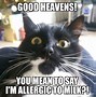 Image result for Funny Cats Real