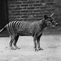 Image result for Tasmanian Tiger Alive