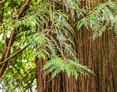 Image result for Different Types of Cedar Trees