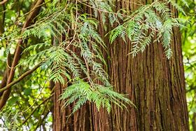 Image result for Cedar Tree Australia