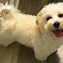 Image result for Maltipoo Maltese Puppies