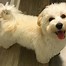 Image result for Maltipoo Girl Puppy