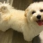 Image result for Maltipoo Puppy with Shoes